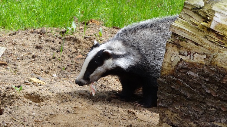 A badger consumes it's recent catch in a sandy clearing, next to a tree stump