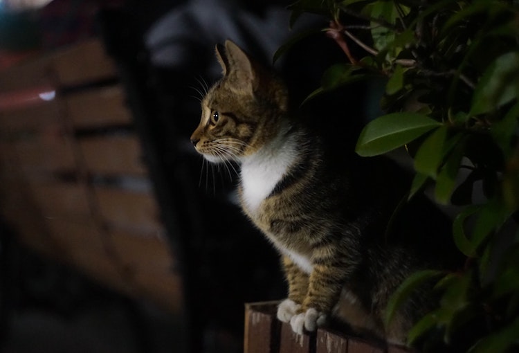 A cat sits on a garden fence at night