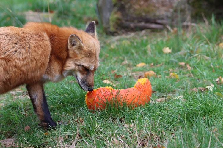 A fox investigates a half-eaten apple laying in some grass